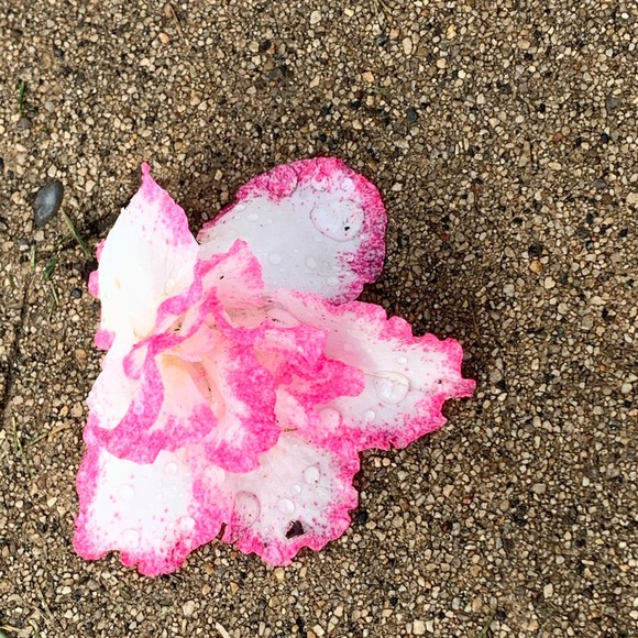 Meet your Posher, Larissa - Picture 1 of 1